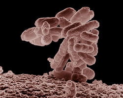 E. coli