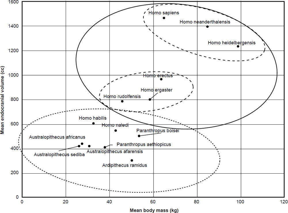 Mean Endocranial Volume According to Mean Body Mass