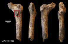 The proximal right femur of Homo naledi