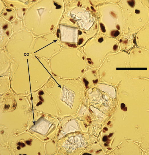 Cross Section