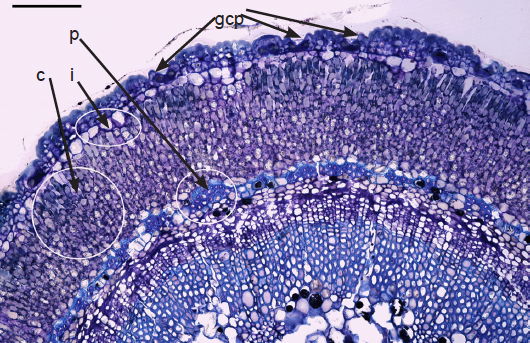 Cross Section