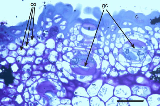 Epidermis