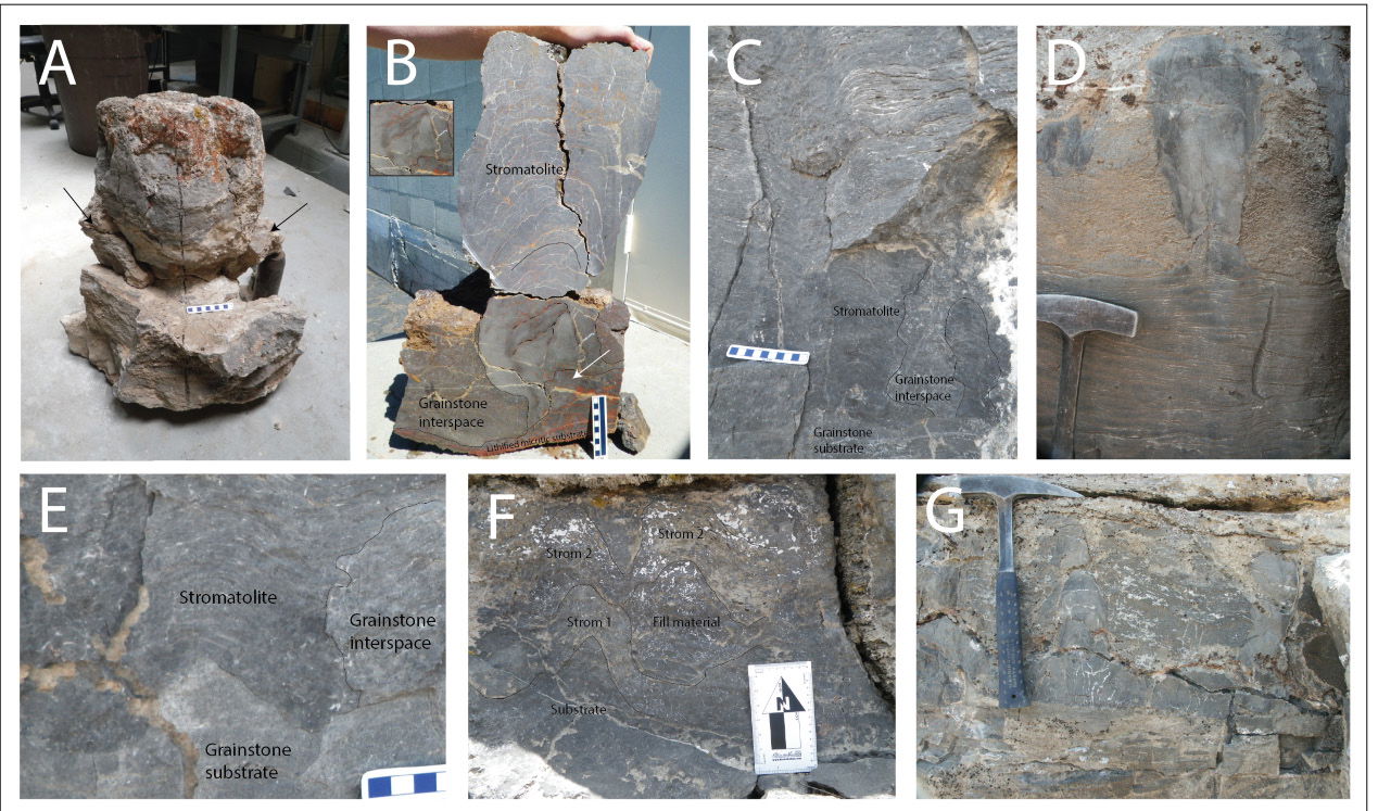 Stromatolite-like deposits. Microfabric details of the