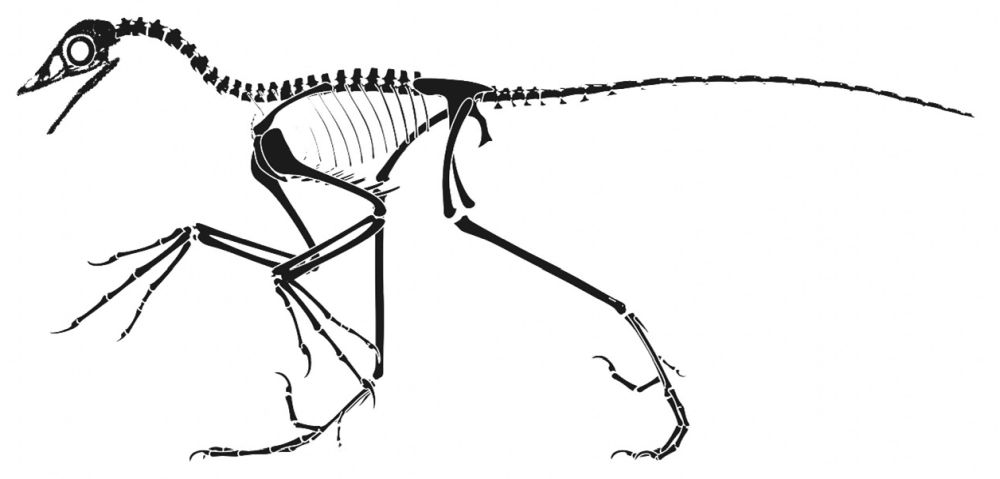 Did you know Deinonychus was originally in the Velociraptor genus before  being reclassified (V.antirrhopus) but was hotly debated at the time the OG  Jurassic Park Novels were released? This is why the