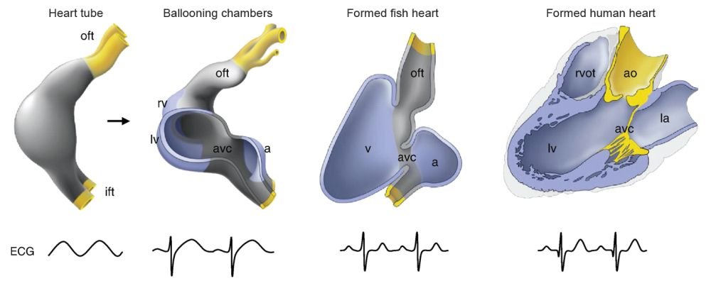 Heart Evolution: Four Types Are Unbridgeable | Answers Research Journal