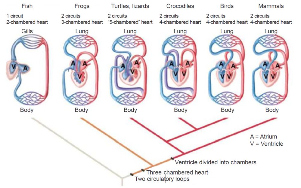 Heart Evolution Four Types Are Unbridgeable Answers Research Journal Heart Evolution Four Types Are Unbridgeable Answers Research Journal