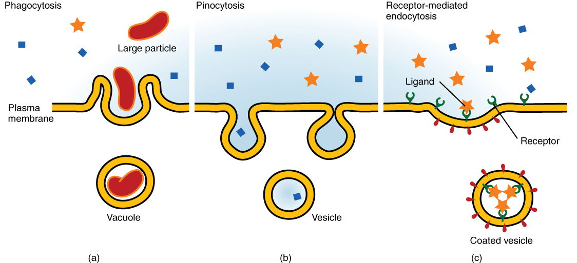 Figure 1. Three types of endocytosis.