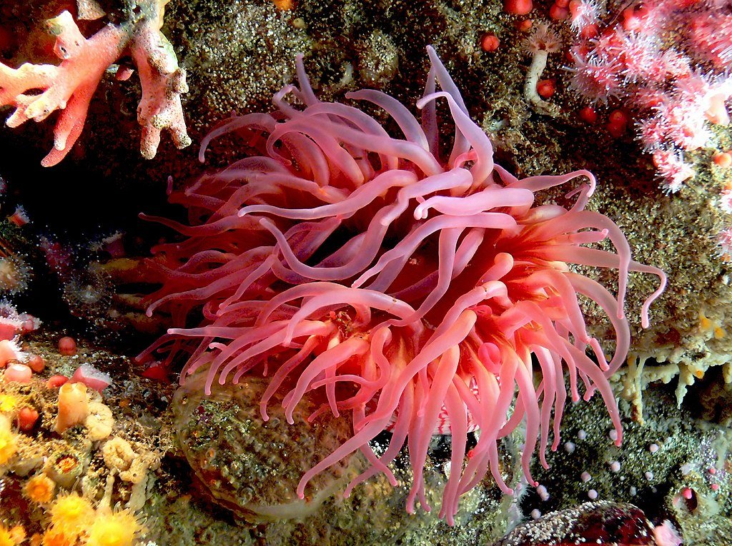 Figure 2. Sea anemone.