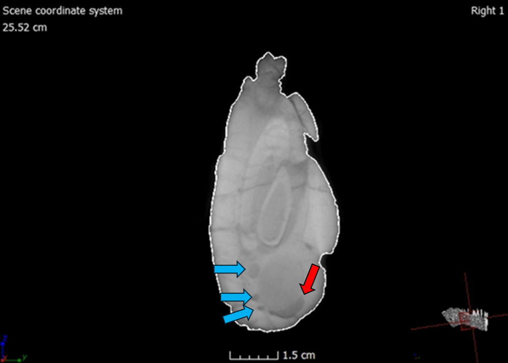 Figure 27