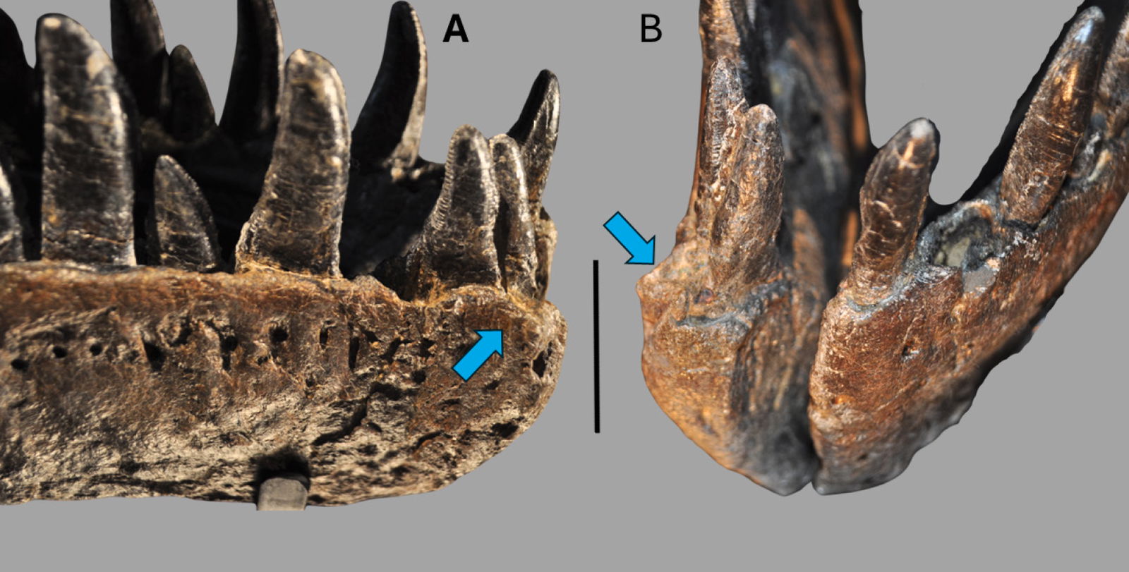 Figure 31