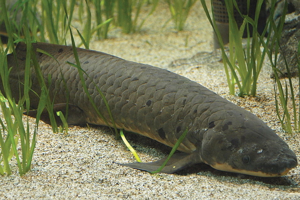 Australian lungfish