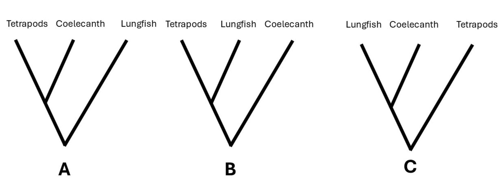 Evolutionary trees
