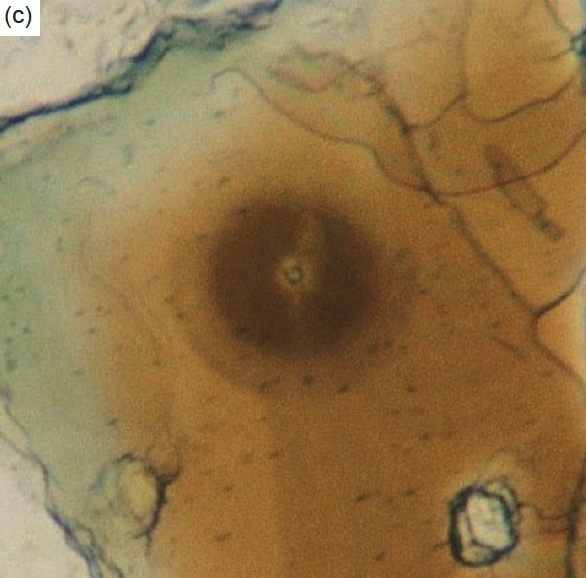 Figure 6c