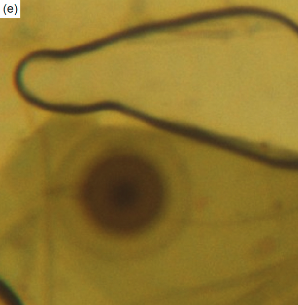 Figure 6e