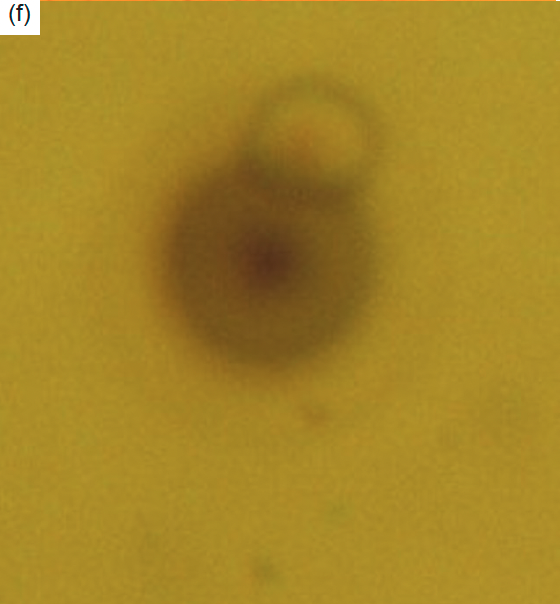 Figure 6f