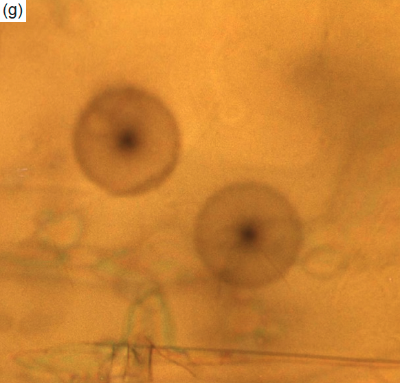 Figure 6g