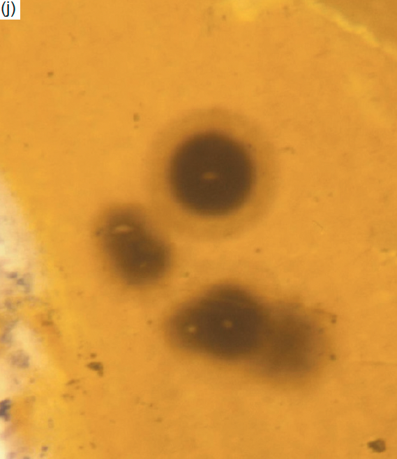 Figure 6j