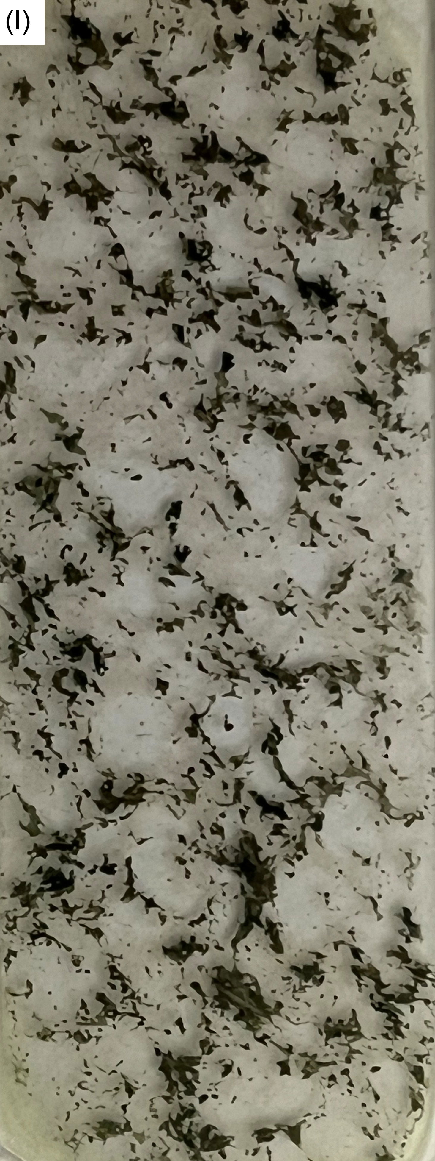 Figure 8l