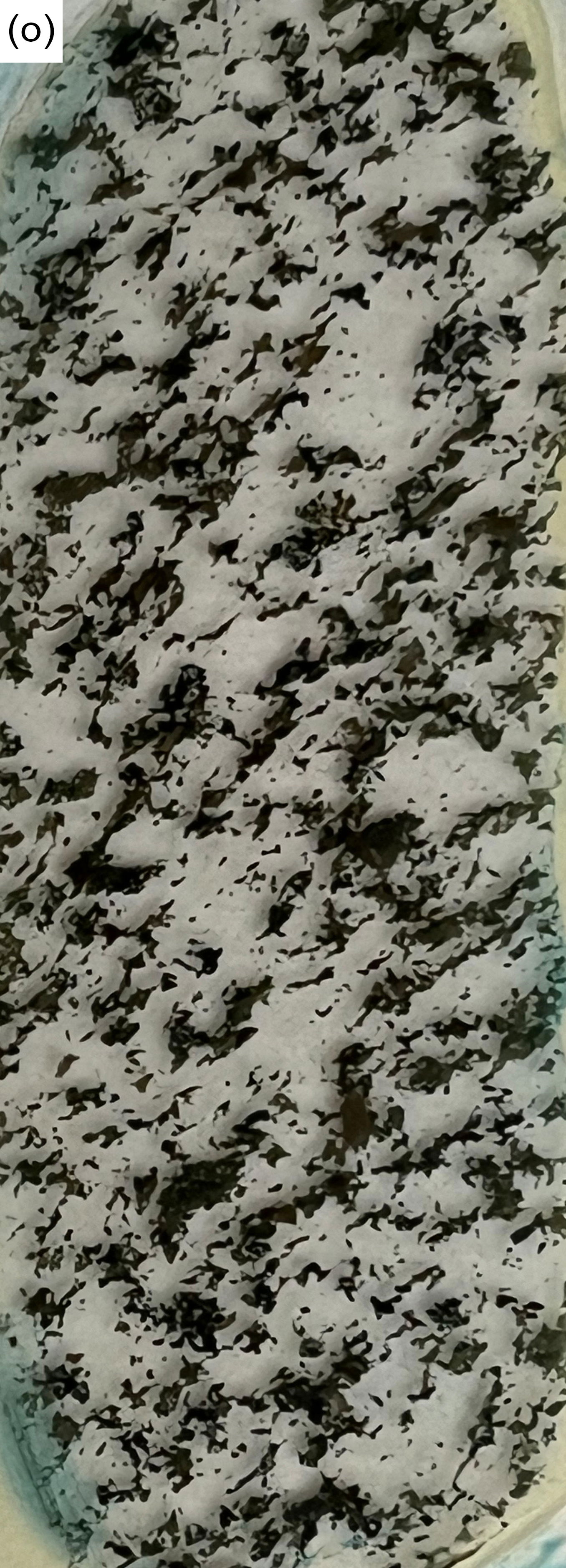 Figure 8o
