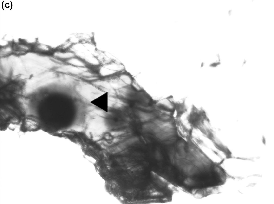 Figure 11c