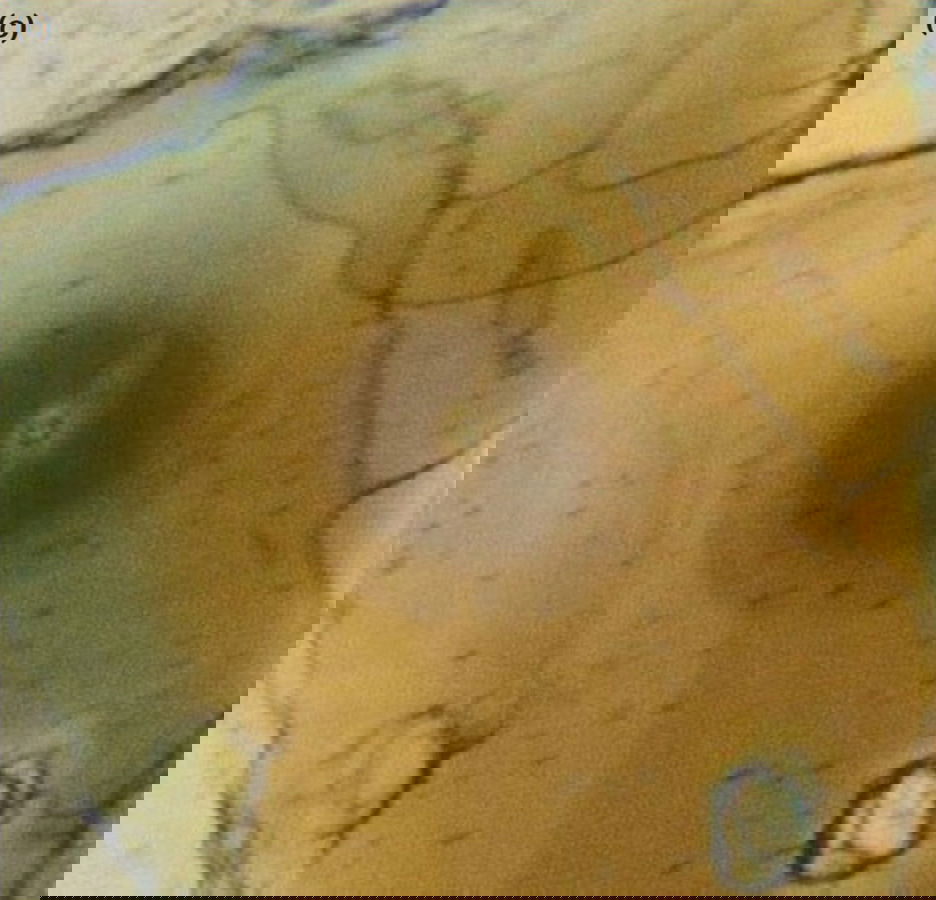 Figure 7c