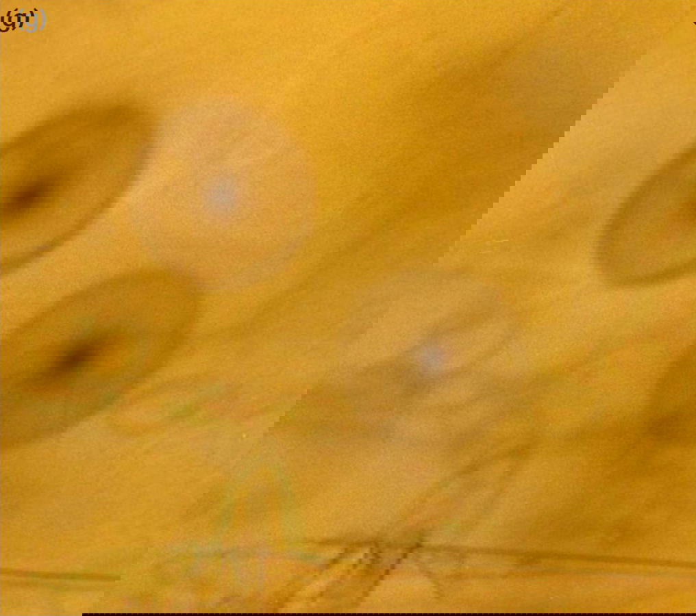 Figure 7g