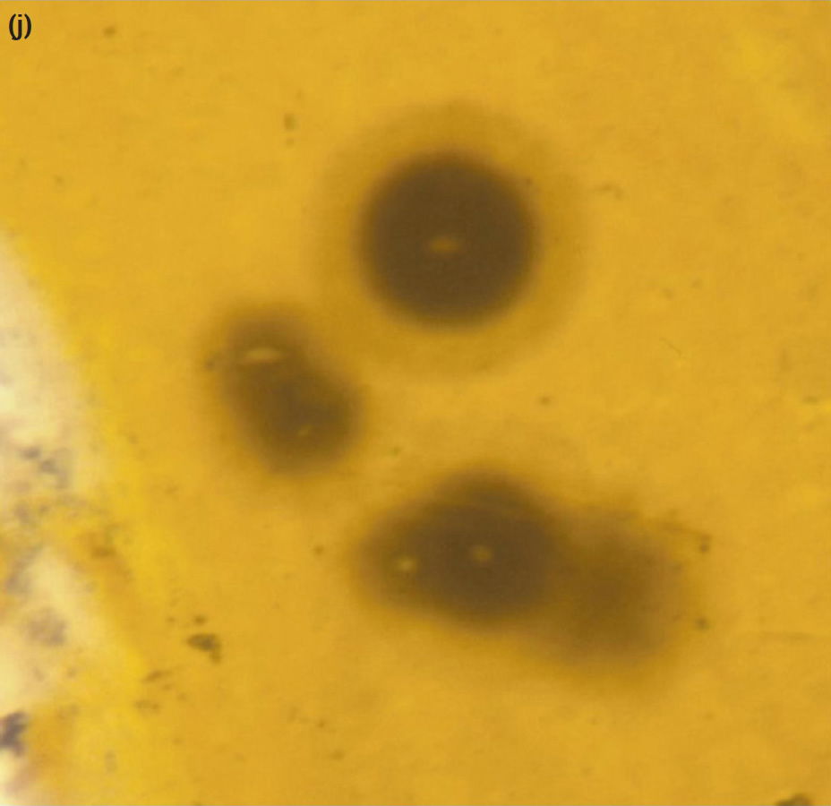 Figure 7j