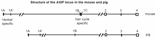 Structure of the ASIP locus in the mouse and pig