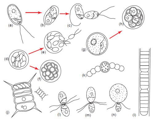 Cellular Reproduction