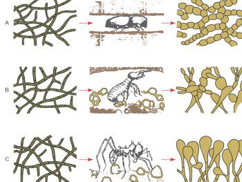 Fungal Morphology