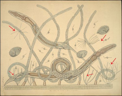 Microbial Community