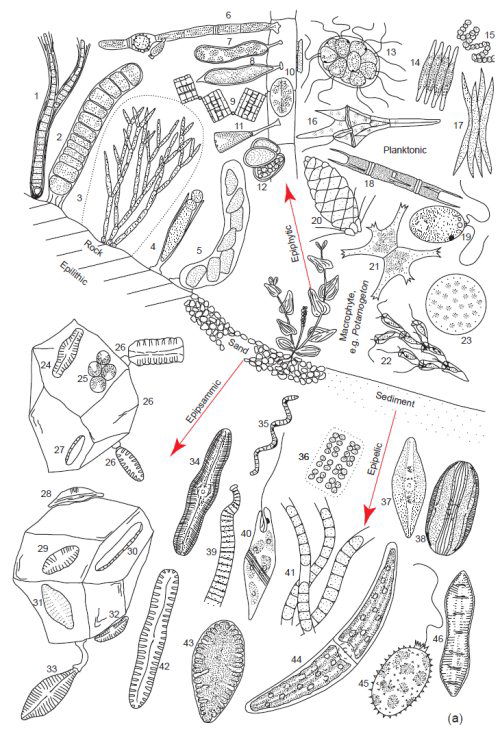 Planktonic Algae in Freshwater