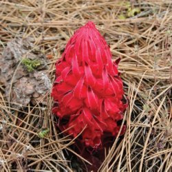 Red Snow Plant
