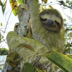 Three-Toed Sloth