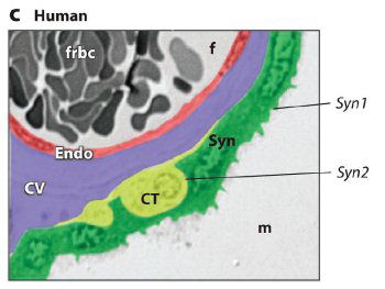 Human Placenta