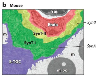 Mouse Placenta