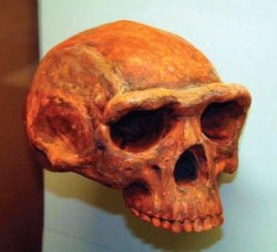 Those Enigmatic Neanderthals | Answers Research Journal