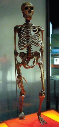 Neanderthal Skeleton