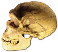 Neanderthal Skull
