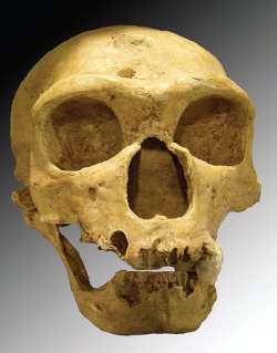 Neanderthal Skull