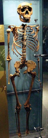 Turkana Boy Skeleton