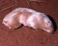 Marsupial mole