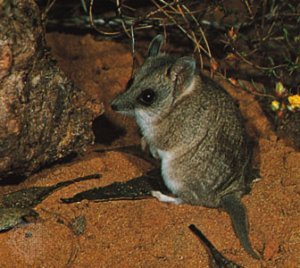 Marsupial mouse