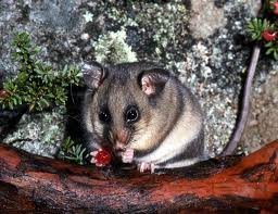 Mountain pygmy possum