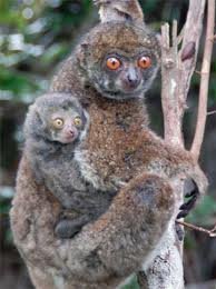 Moore's woolly lemur