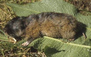 Demon African mole rat