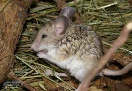 Mouse-like hamster
