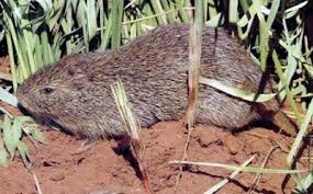 Greater cane rat