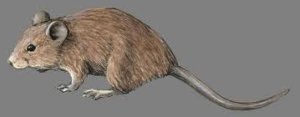 Bolivian chinchilla rat