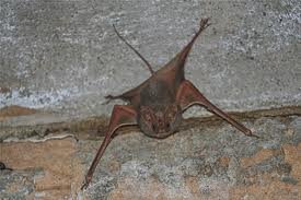 Greater mouse-tailed bat